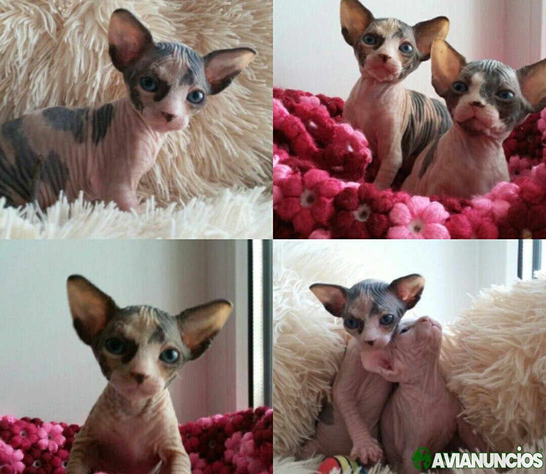 Blue-eyed hairless Canadian sphynx