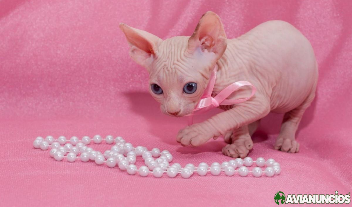 Gorgeous male sphynx kitten for sale (510) 229-5951