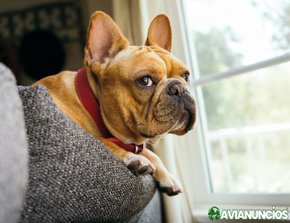 Exotic French Bulldogs: Rare Breeds Available in Dallas