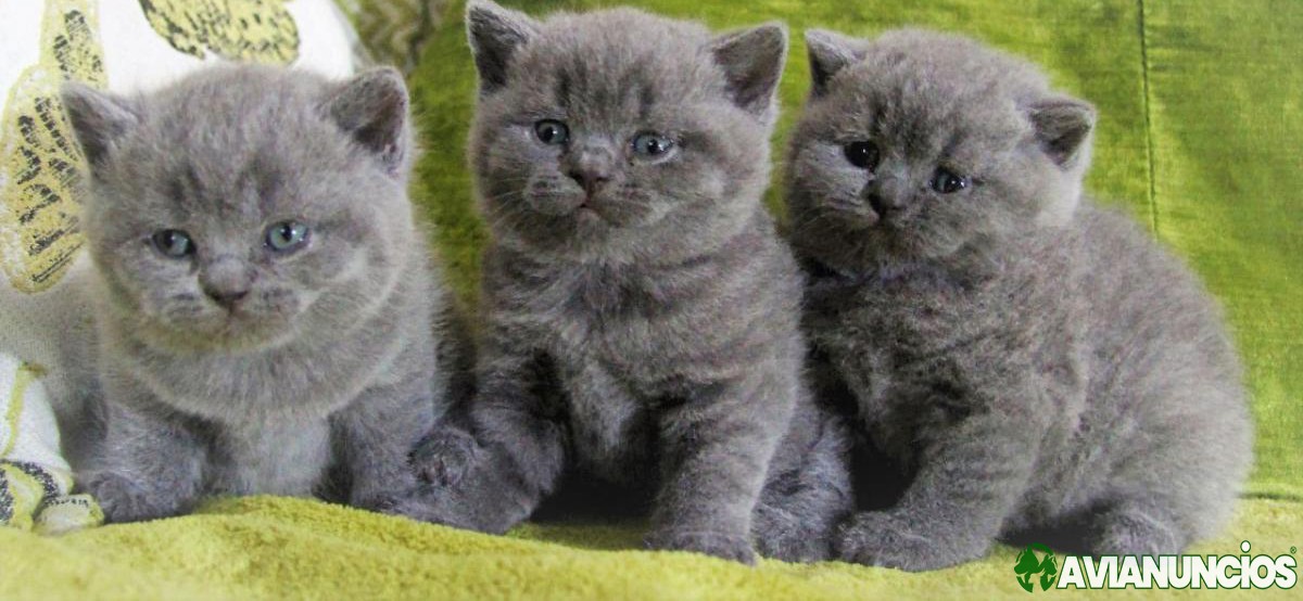 British Shorthair kittens for sale.