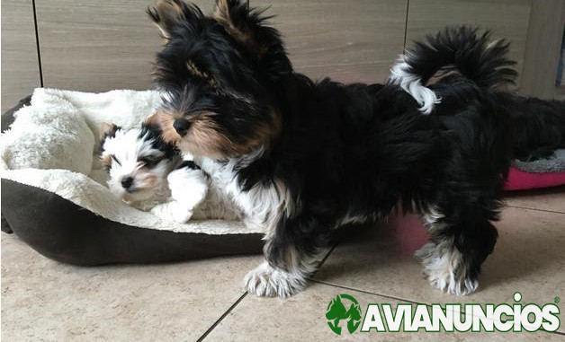 REHOMING YORKIE PUPPIES