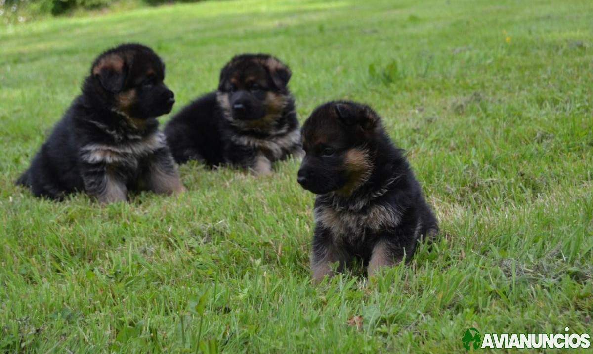 Beautiful German Shepherd puppies