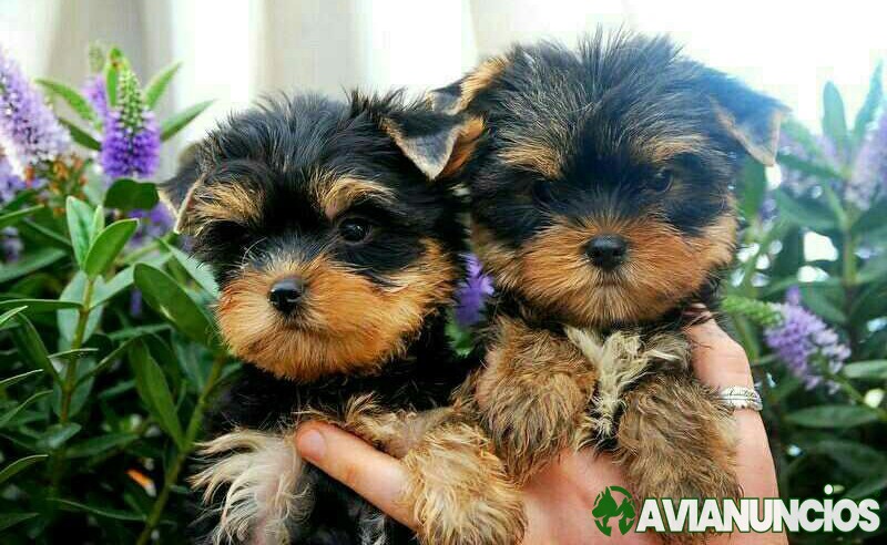 Lovely Yorkie puppies for sale,
