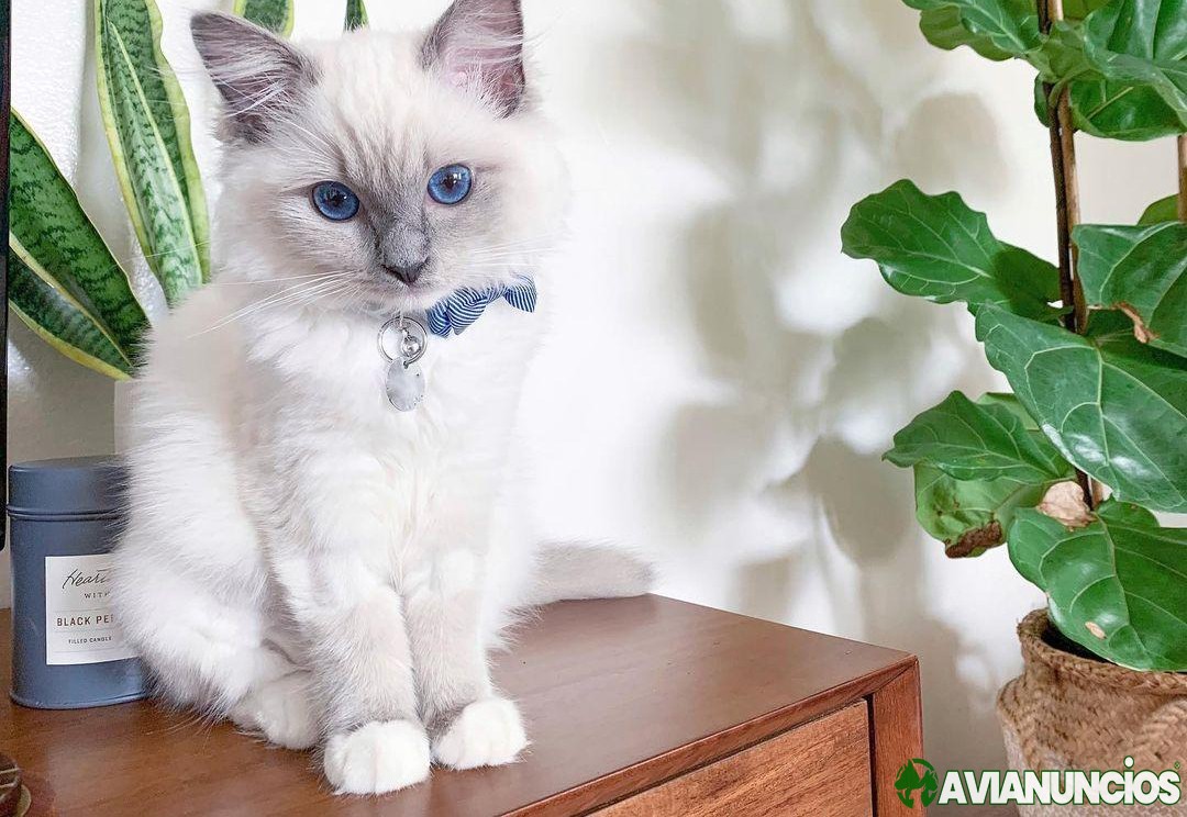 Exceptional Ragdoll kittens, male and female, ready for delivery