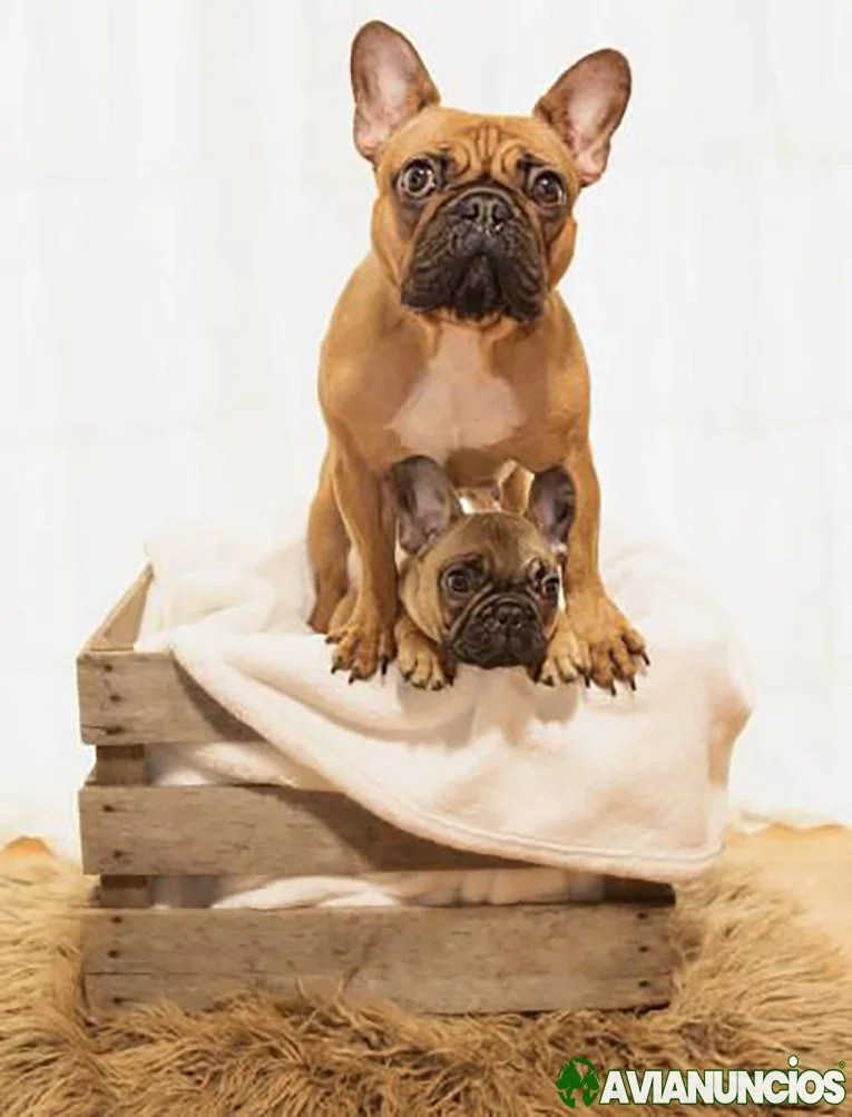 Chic Canines: Exploring French Bulldog Prices and Puppies