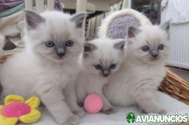 Ragdoll Kittens For Sale